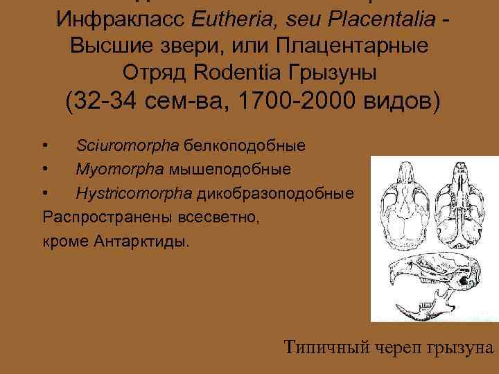 Инфракласс Eutheria, seu Placentalia Высшие звери, или Плацентарные Отряд Rodentia Грызуны (32 -34 сем-ва,