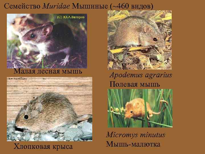 Семейство Muridae Мышиные (~460 видов) Малая лесная мышь Хлопковая крыса Apodemus agrarius Полевая мышь