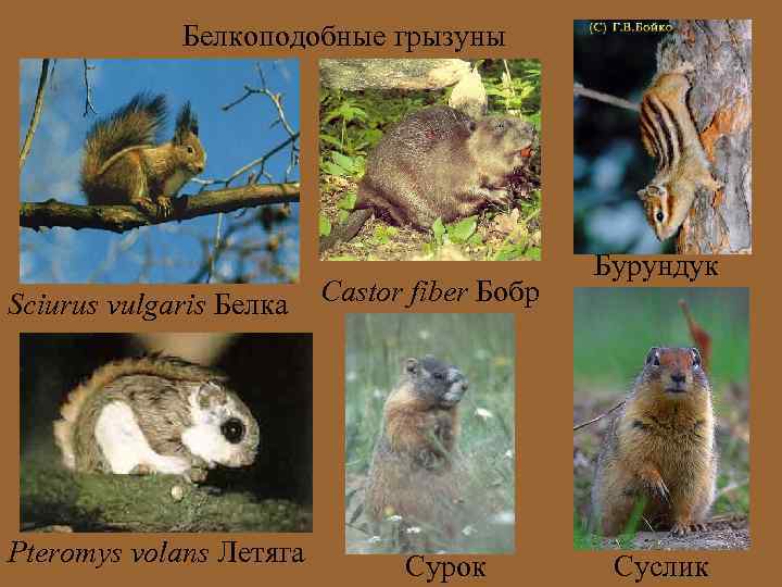 Белкоподобные грызуны Sciurus vulgaris Белка Pteromys volans Летяга Castor fiber Бобр Сурок Бурундук Суслик