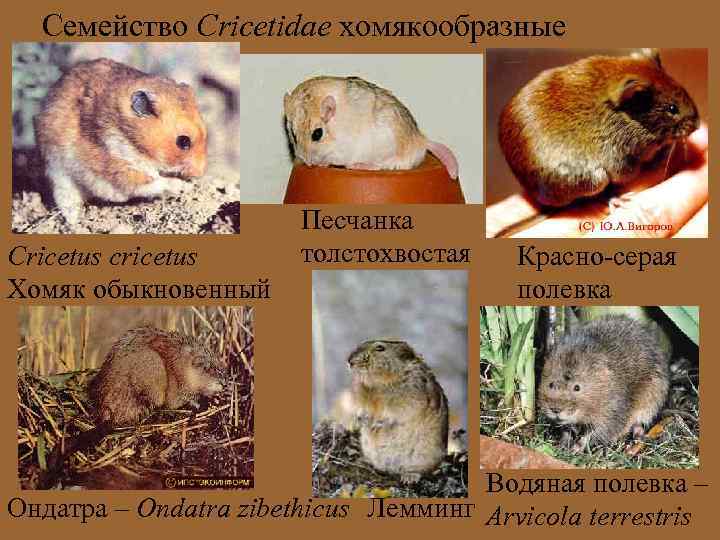 Семейство Cricetidae хомякообразные Cricetus cricetus Хомяк обыкновенный Песчанка толстохвостая Красно-серая полевка Водяная полевка –