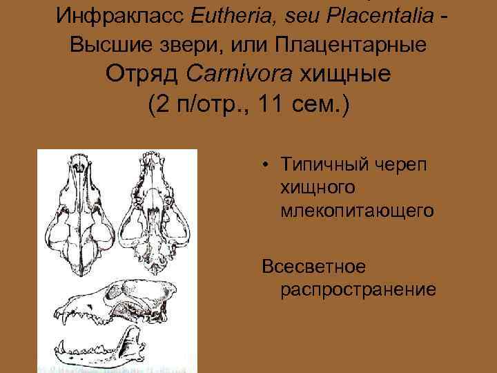 Инфракласс Eutheria, seu Placentalia Высшие звери, или Плацентарные Отряд Carnivora хищные (2 п/отр. ,