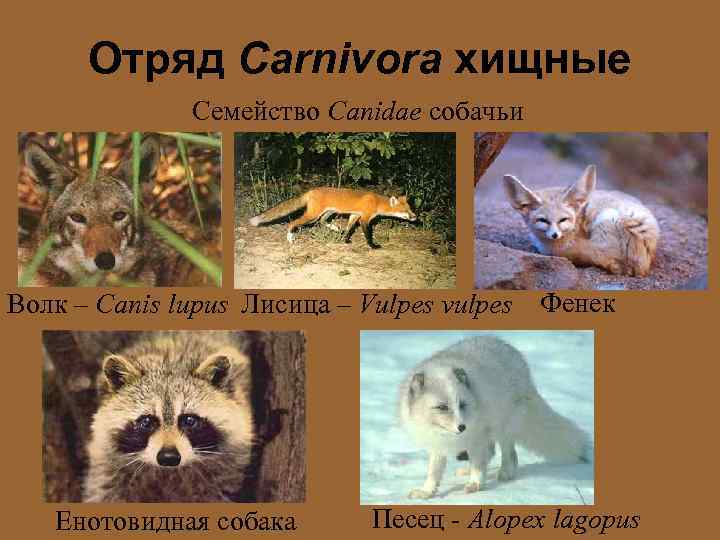 Отряд Carnivora хищные Семейство Canidae собачьи Волк – Canis lupus Лисица – Vulpes vulpes