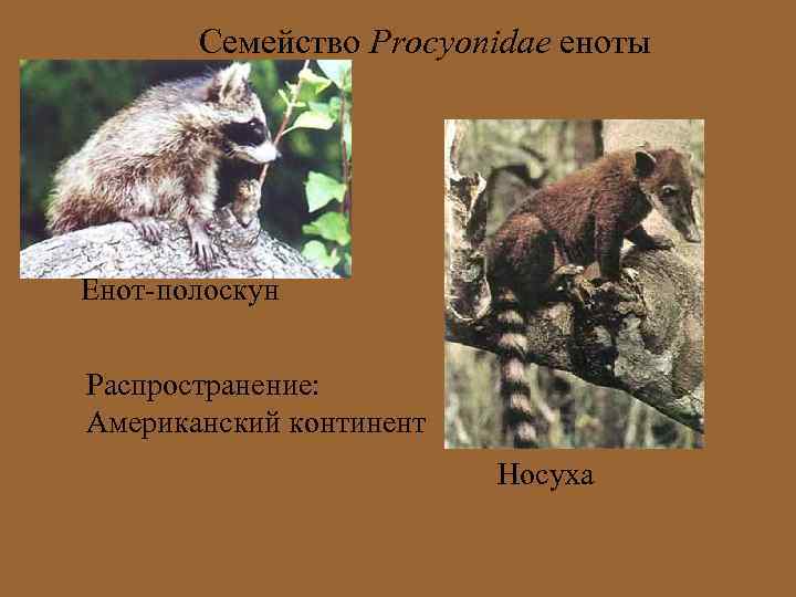 Семейство Procyonidae еноты Енот-полоскун Распространение: Американский континент Носуха 