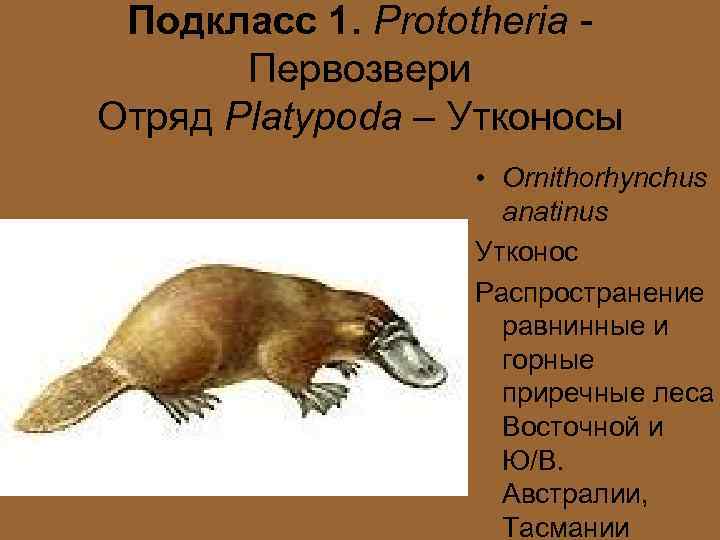 Подкласс 1. Prototheria Первозвери Отряд Platypoda – Утконосы • Ornithorhynchus anatinus Утконос Распространение равнинные