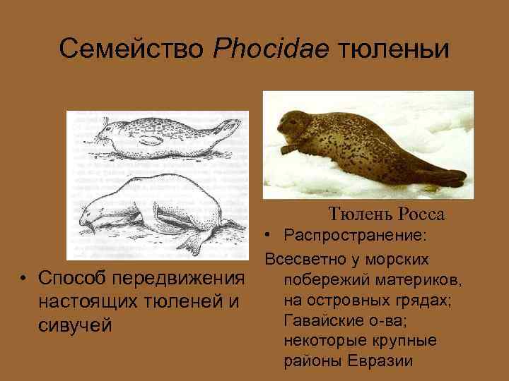 Семейство Phocidae тюленьи Тюлень Росса • Способ передвижения настоящих тюленей и сивучей • Распространение: