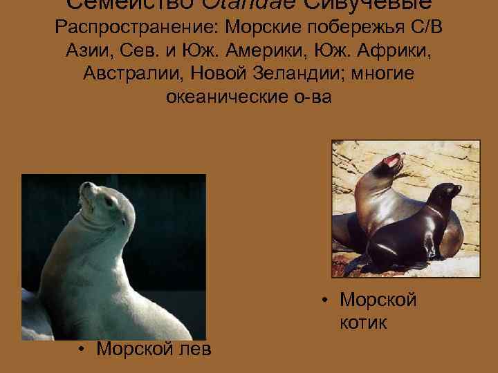 Семейство Otaridae Сивучёвые Распространение: Морские побережья С/В Азии, Сев. и Юж. Америки, Юж. Африки,