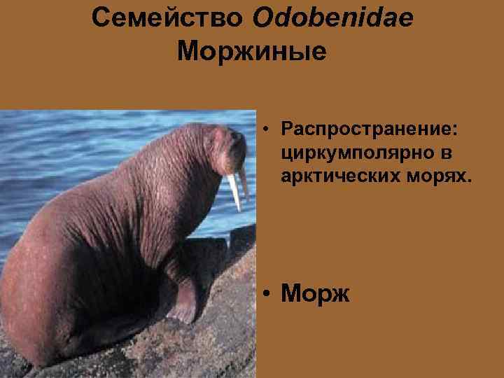 Семейство Odobenidae Моржиные • Распространение: циркумполярно в арктических морях. • Морж 