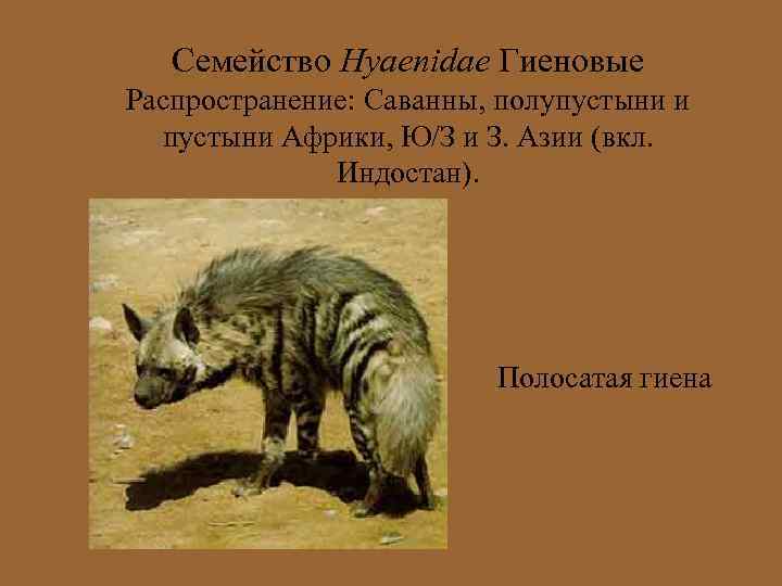 Семейство Hyaenidae Гиеновые Распространение: Саванны, полупустыни и пустыни Африки, Ю/З и З. Азии (вкл.