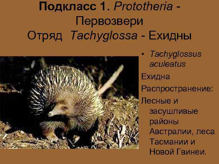 Подкласс 1. Prototheria Первозвери Отряд Tachyglossa - Ехидны • Tachyglossus aculeatus Ехидна Распространение: Лесные