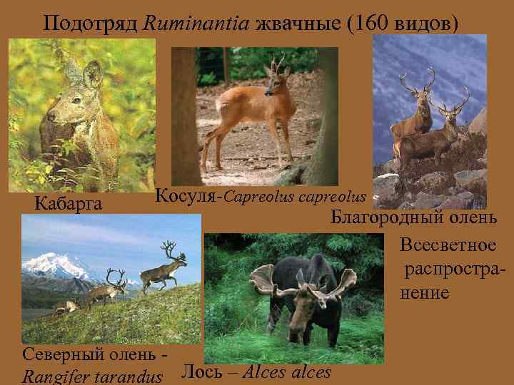 Подотряд Ruminantia жвачные (160 видов) Кабарга Косуля-Capreolus capreolus Благородный олень Всесветное распространение Северный олень