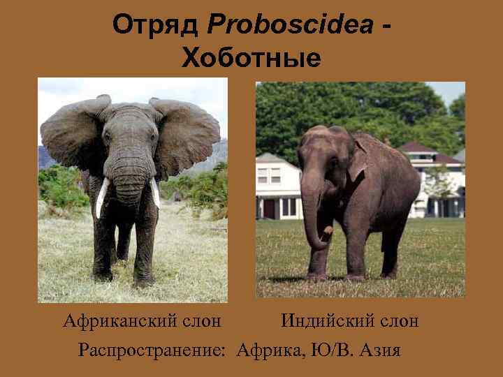 Как отличить африканского слона. Отряд хоботные Африканский слон. Хоботные индийский слон. Отряд хоботные систематика. Систематика африканского слона.