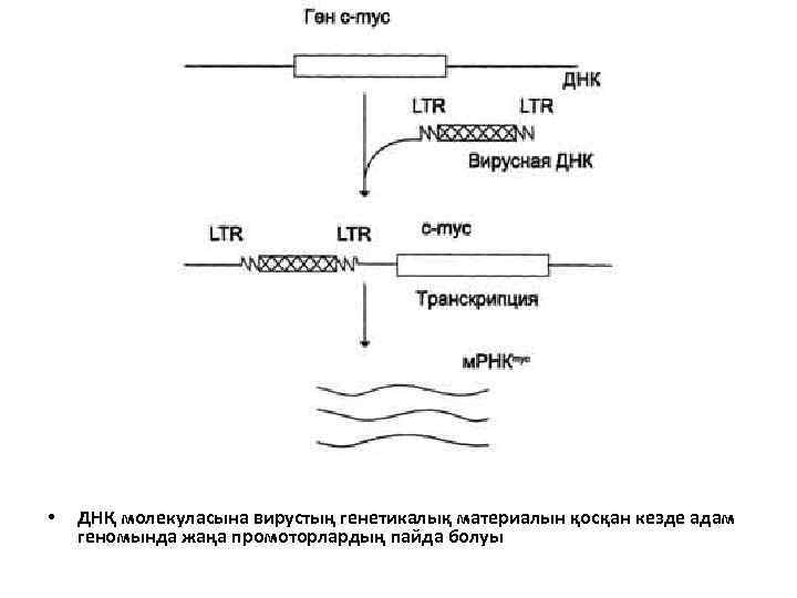  • ДНҚ молекуласына вирустың генетикалық материалын қосқан кезде адам геномында жаңа промоторлардың пайда