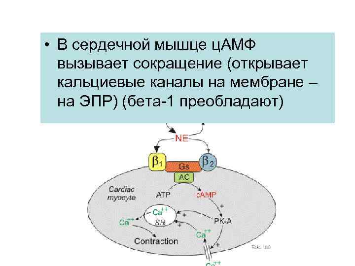  • В сердечной мышце ц. АМФ вызывает сокращение (открывает кальциевые каналы на мембране