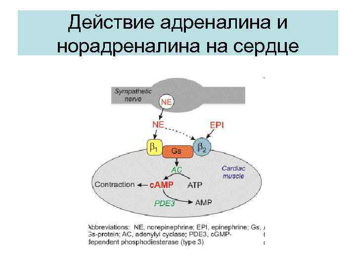 Как адреналин действует на сердце