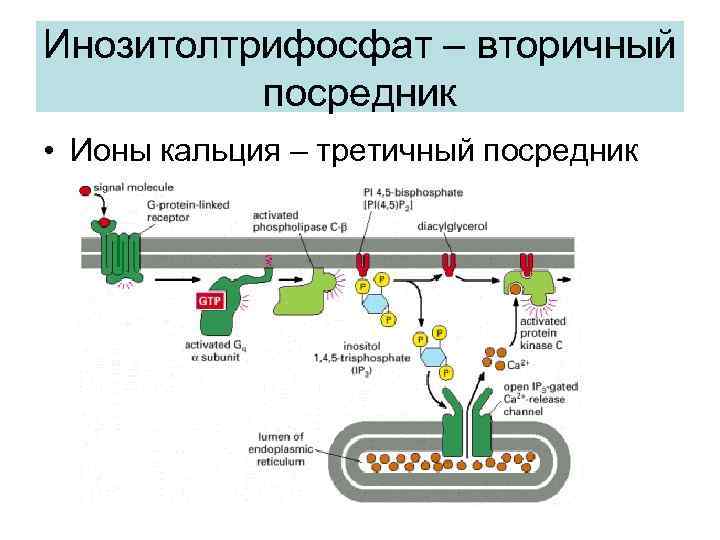 Инозитолтрифосфат – вторичный посредник • Ионы кальция – третичный посредник 