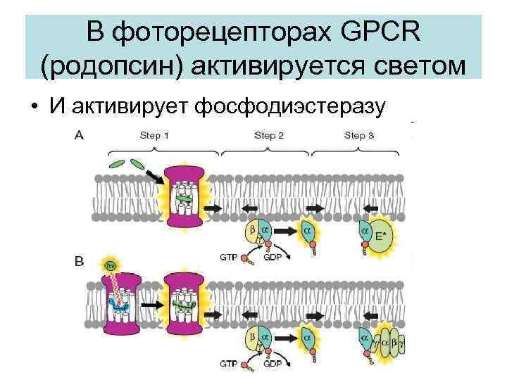 В фоторецепторах GPCR (родопсин) активируется светом • И активирует фосфодиэстеразу 