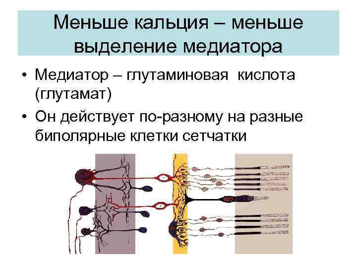 Меньше кальция – меньше выделение медиатора • Медиатор – глутаминовая кислота (глутамат) • Он