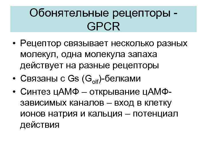Обонятельные рецепторы GPCR • Рецептор связывает несколько разных молекул, одна молекула запаха действует на