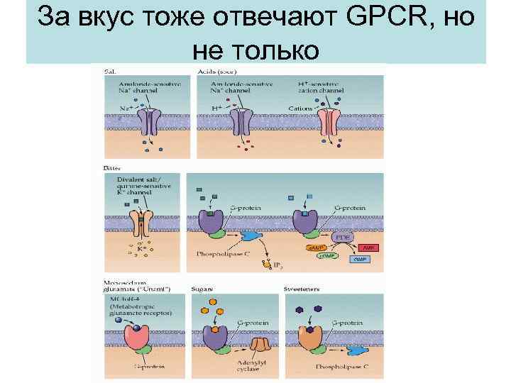 За вкус тоже отвечают GPCR, но не только 