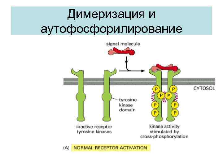 Димеризация и аутофосфорилирование 