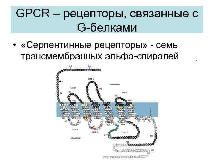 GPCR – рецепторы, связанные с G-белками • «Серпентинные рецепторы» - семь трансмембранных альфа-спиралей 
