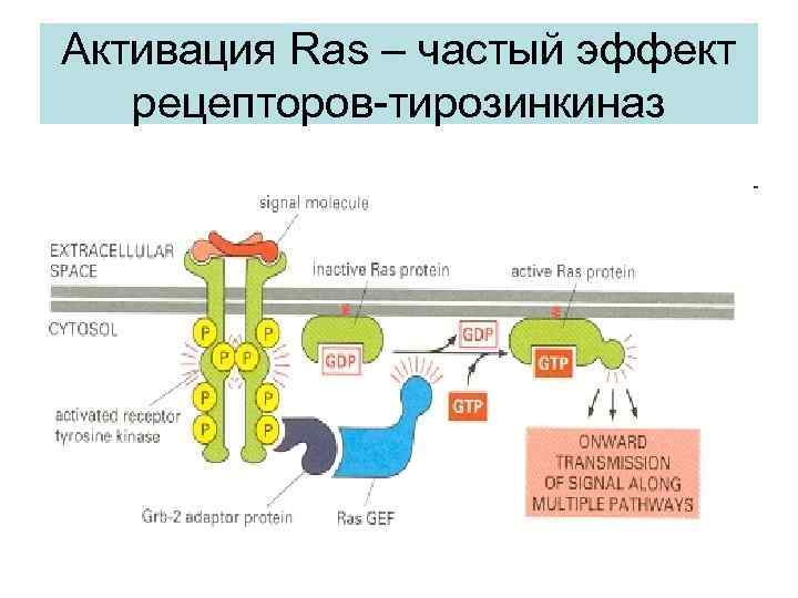 К контактным рецепторам относятся рецепторы. Тирозинкиназные рецепторы активация. Строение тирозинкиназных рецепторов. Рецепторы с тирозинкиназной активностью строение. Схемы рецепторов гормонов тирозинкиназный.