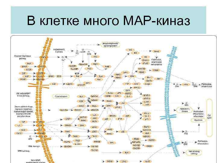 В клетке много MAP-киназ 