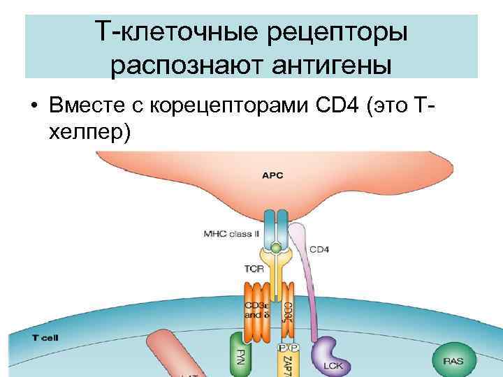 Где находятся рецепторы