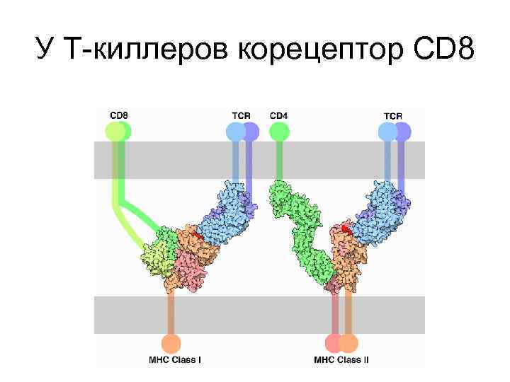 Главный комплекс. MHC комплекс гистосовместимости. Главный комплекс гистосовместимости HLA это. HLA (главный комплекс гистосовместимости) II класса. Гены главного комплекса гистосовместимости.