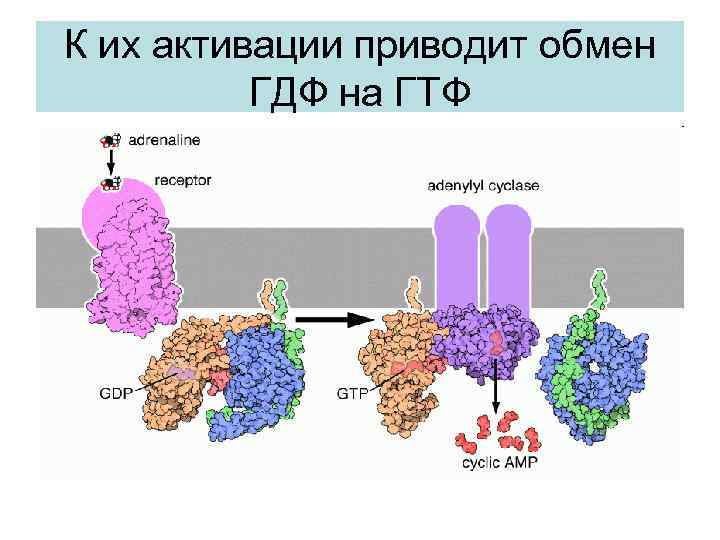 К их активации приводит обмен ГДФ на ГТФ 