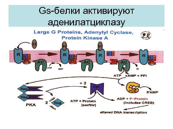 Gs-белки активируют аденилатциклазу 