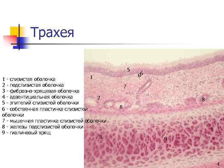 Трахея 5 1 1 - слизистая оболочка 2 - подслизистая оболочка 3 - фиброзно-хрящевая