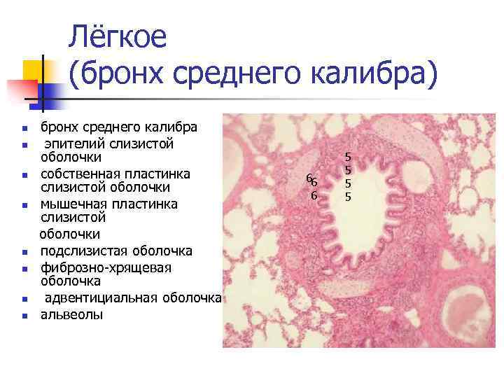 Лёгкое (бронх среднего калибра) бронх среднего калибра n эпителий слизистой оболочки n собственная пластинка