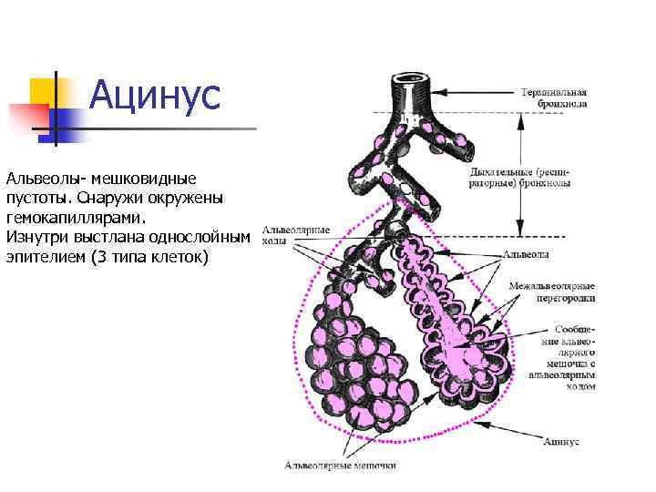 Ацинус Альвеолы- мешковидные пустоты. Снаружи окружены гемокапиллярами. Изнутри выстлана однослойным эпителием (3 типа клеток)