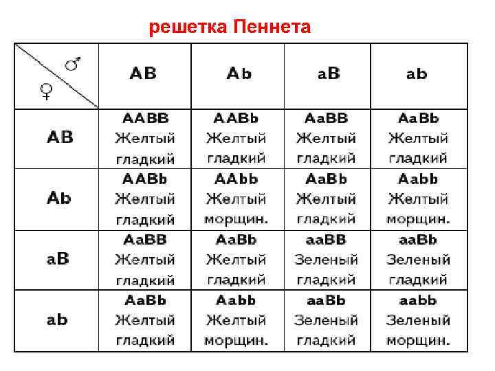 решетка Пеннета 