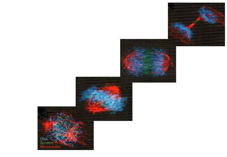  центромера Хроматиды 