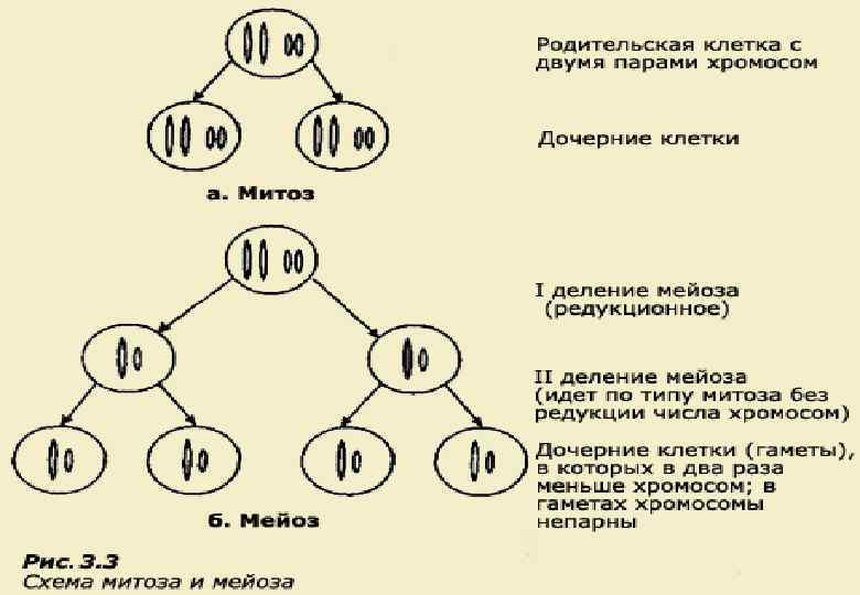 Какой хромосомный набор характерен для клеток