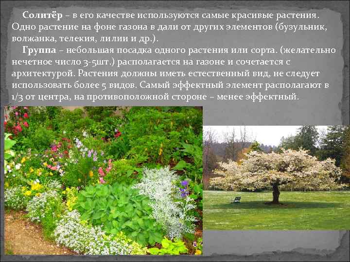 Солитёр – в его качестве используются самые красивые растения. Одно растение на фоне газона