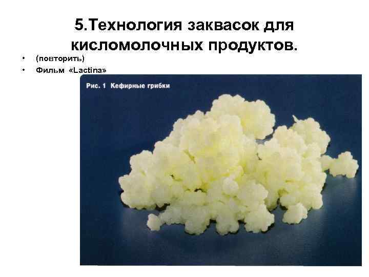  • • 5. Технология заквасок для кисломолочных продуктов. (повторить) Фильм «Lactina» 