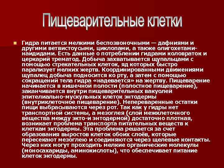 n Гидра питается мелкими беспозвоночными — дафниями и другими ветвистоусыми, циклопами, а также олигохетаминаидидами.