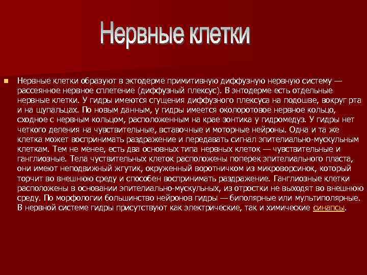 n Нервные клетки образуют в эктодерме примитивную диффузную нервную систему — рассеянное нервное сплетение