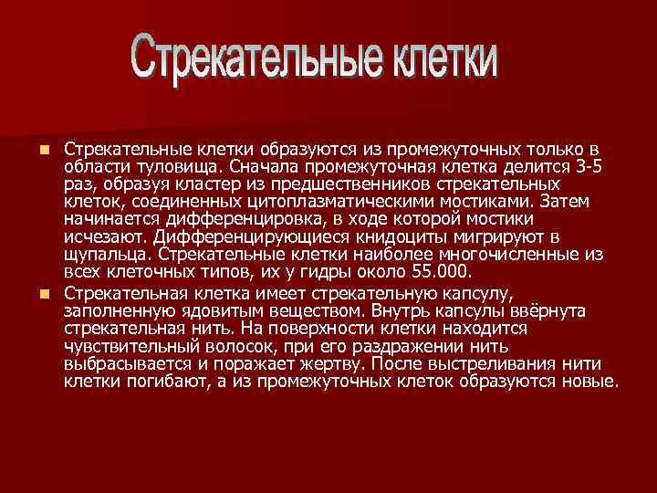 Стрекательные клетки образуются из промежуточных только в области туловища. Сначала промежуточная клетка делится 3