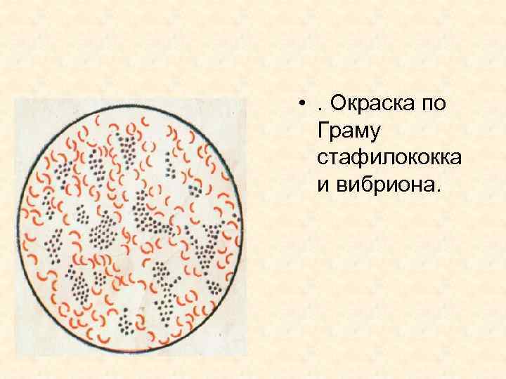 Рисунок мазка стафилококка окраска по граму