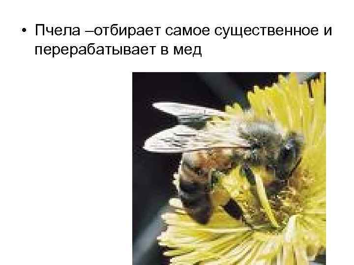  • Пчела –отбирает самое существенное и перерабатывает в мед 