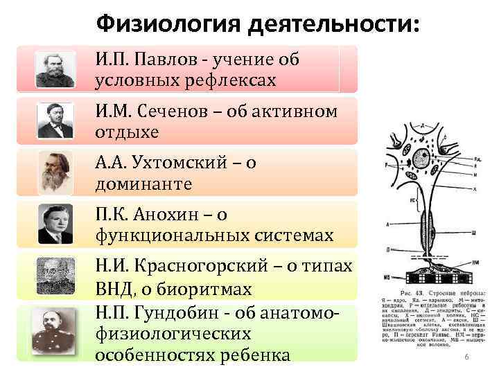 Физиология деятельности: И. П. Павлов - учение об условных рефлексах И. М. Сеченов –