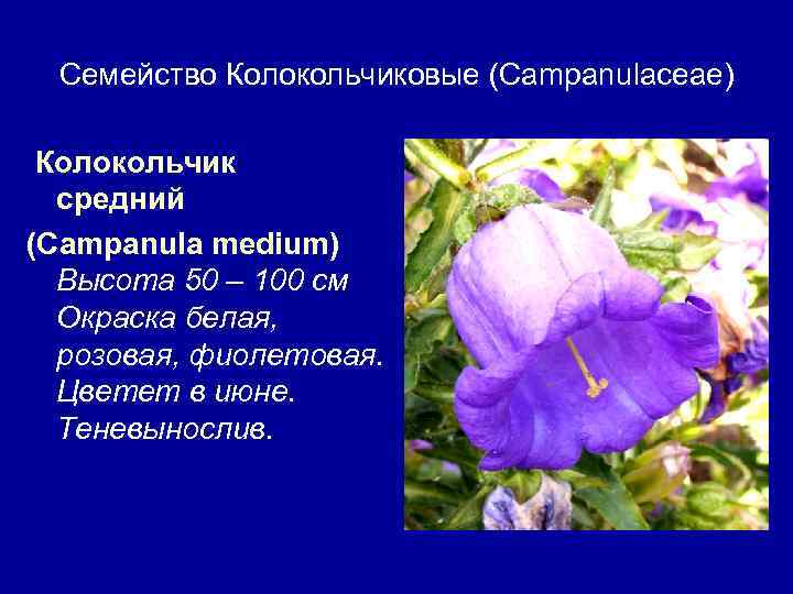 Семейство Колокольчиковые (Campanulaceae) Колокольчик средний (Campanula medium) Высота 50 – 100 см Окраска белая,