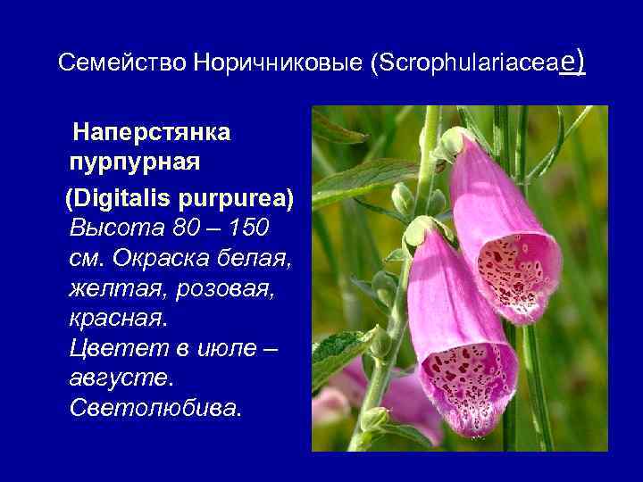 Семейство Норичниковые (Scrophulariaceae) Наперстянка пурпурная (Digitalis purpurea) Высота 80 – 150 см. Окраска белая,