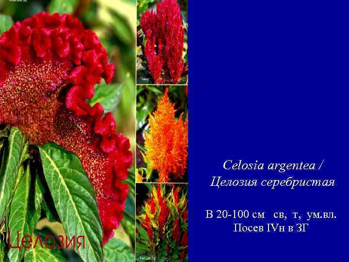 Celosia argentea / Целозия серебристая B 20 -100 см св, т, ум. вл. Посев