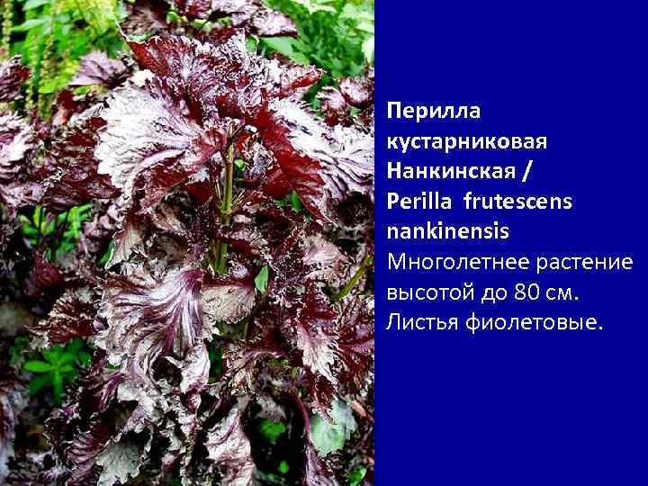 Перилла растение фото и описание