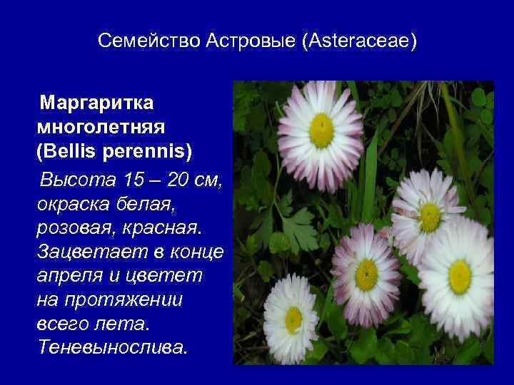 Семейство Астровые (Asteraceae) Маргаритка многолетняя (Bellis perennis) Высота 15 – 20 см, окраска белая,